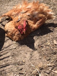 chickens in hot weather