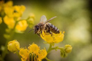 Honey bee on flowers