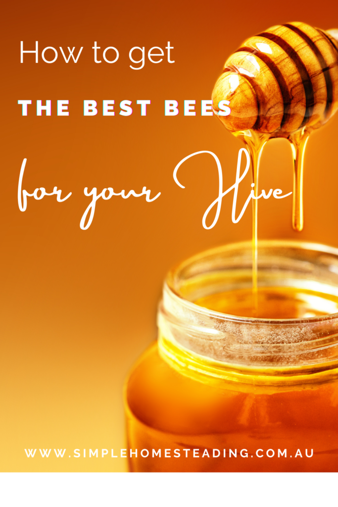 Keeping Bees | The Best Bees for your Hive