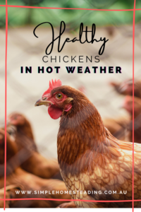 Chickens in Hot Weather