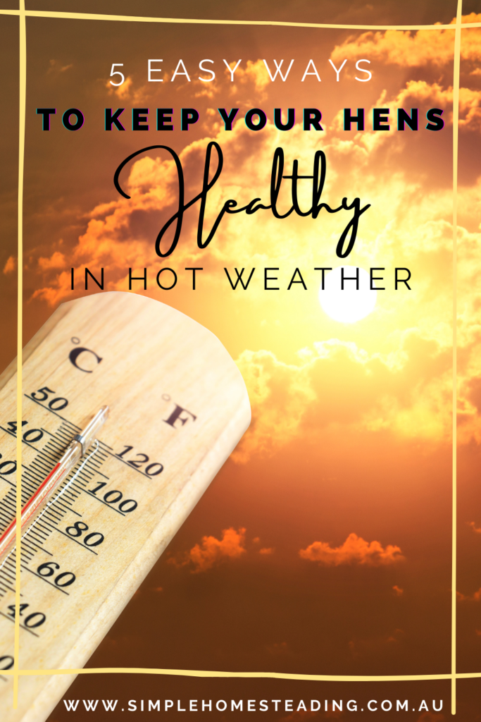 Chickens in Hot Weather