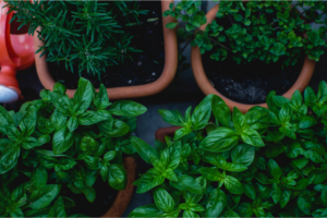 Basil Pesto