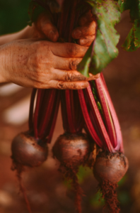 root vegetables to grow