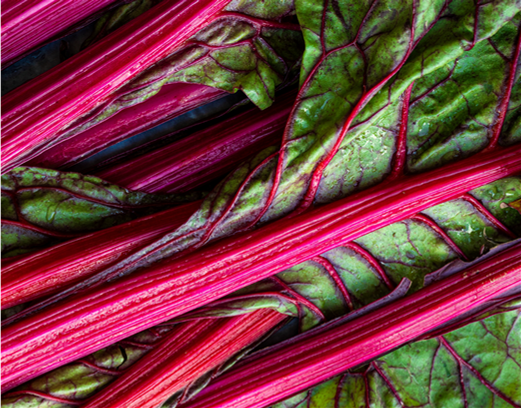 grow rhubarb