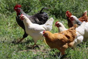mixed breeds of hens