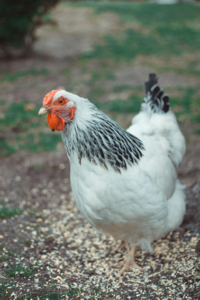 white sussex hen